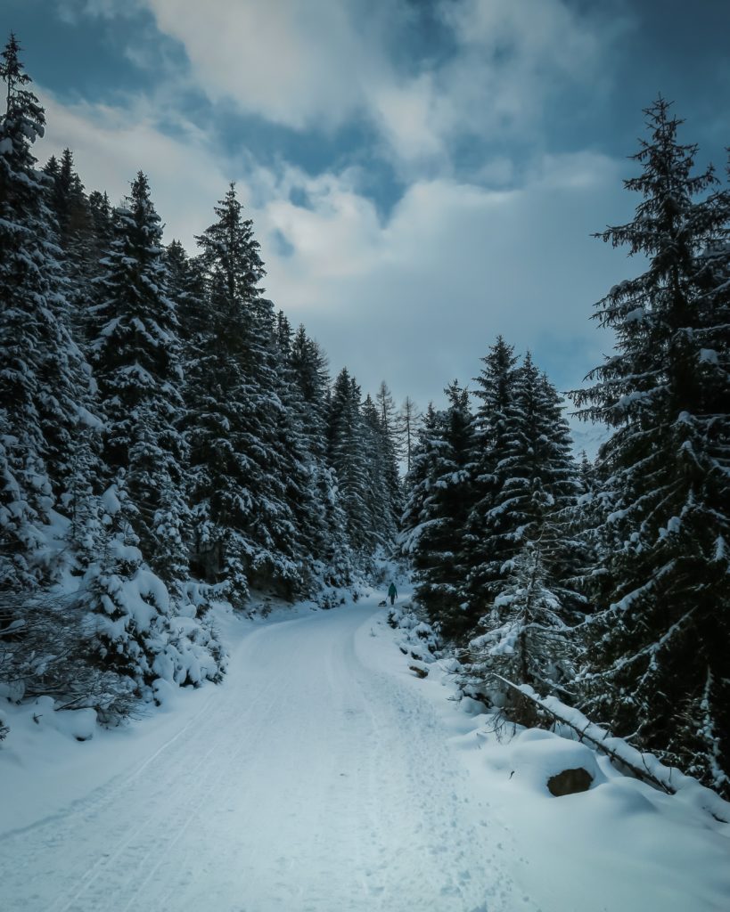 sapin sous la neige
