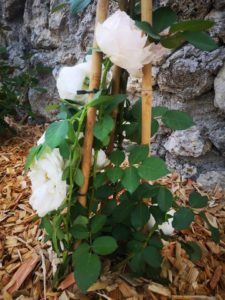 Copeaux de paillage 3bois sous un rosier blanc