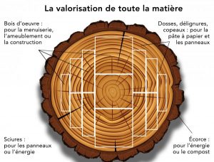 Valorisation de la matière bois Valorisation de la matière bois